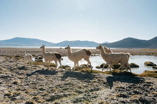 Bolivia esim